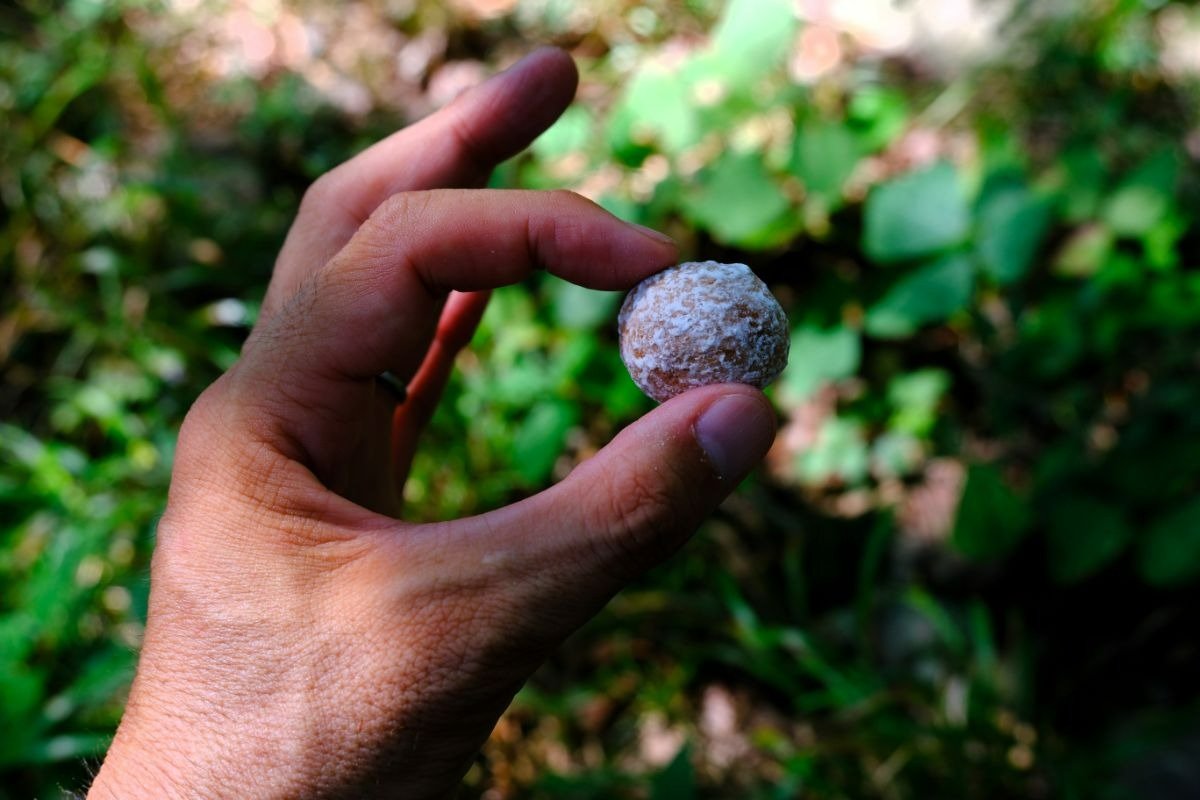 ガリっと噛んではいけません！