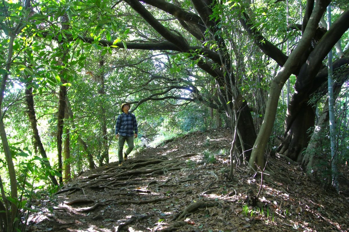 枝を豪快に伸ばす木々の下に続く道
