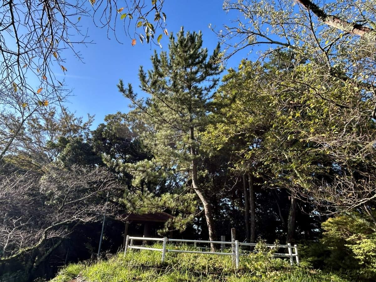 尾根道に立つ一本松