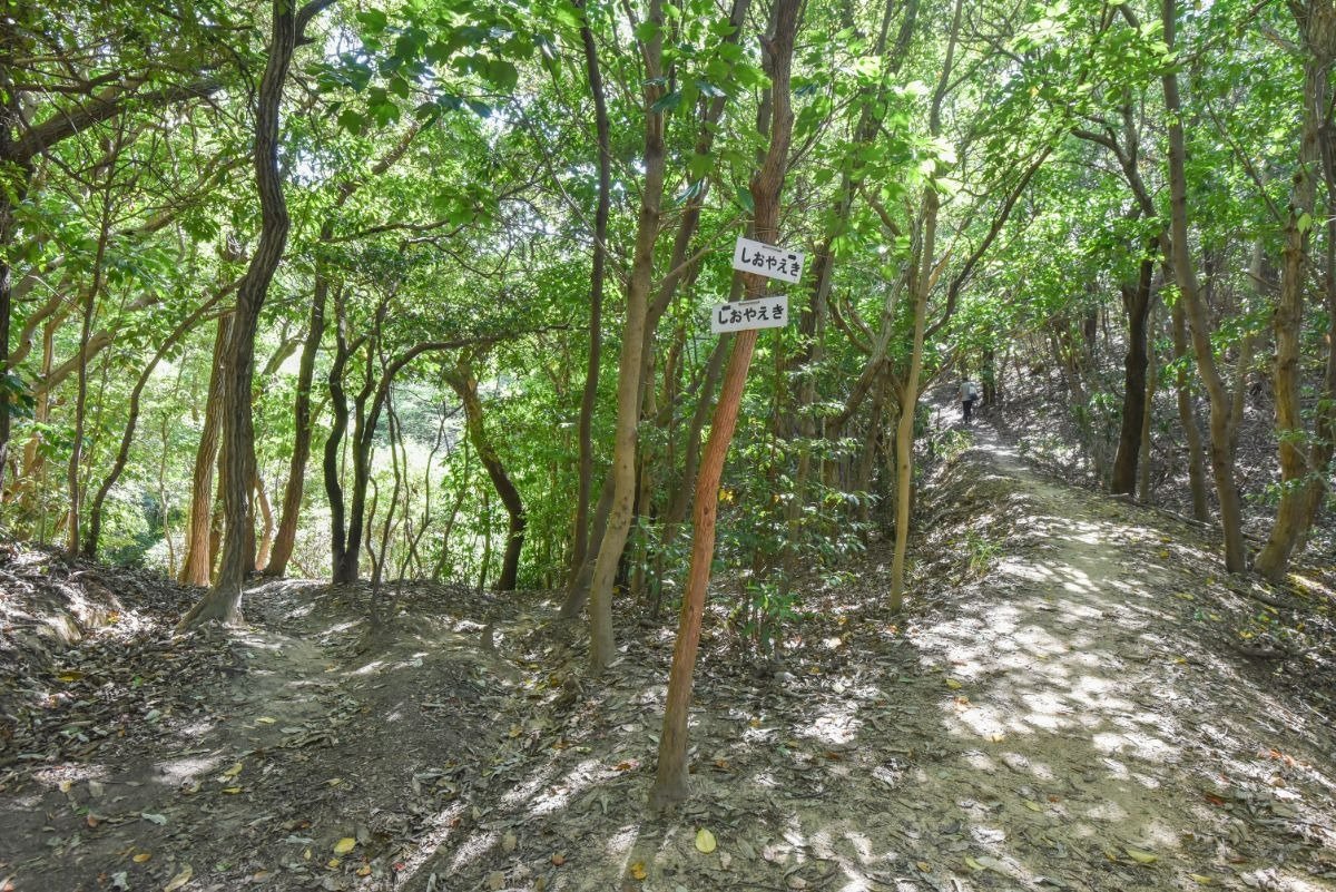 分岐の真ん中に白いプレートで道しるべがある