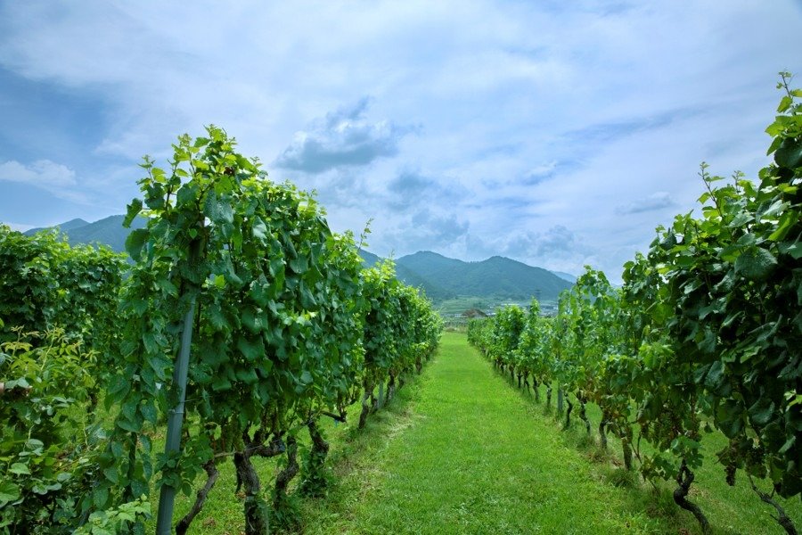 ワイン醸造用ブドウ20種類以上を栽培しているヴィンヤード