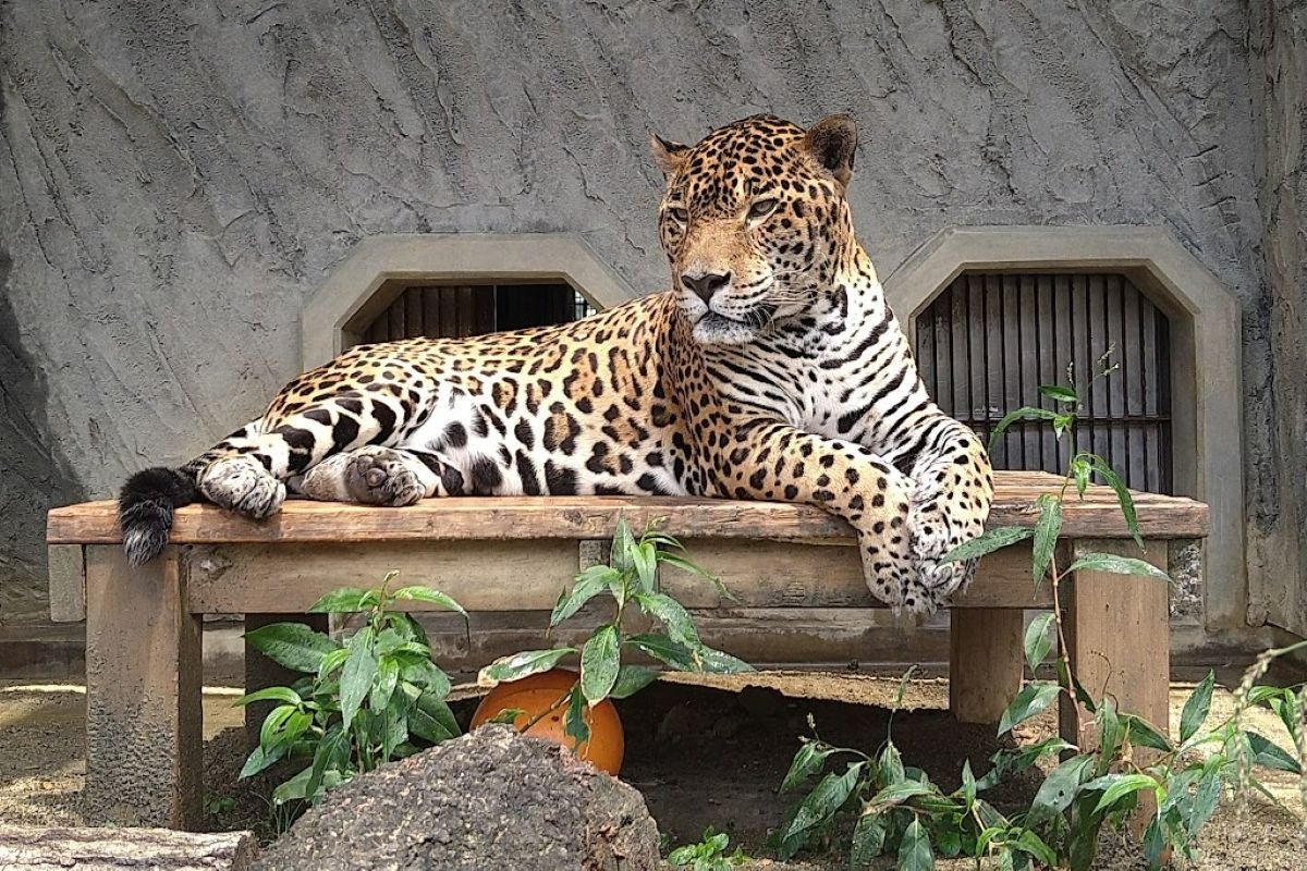 国内最高齢のアスカ