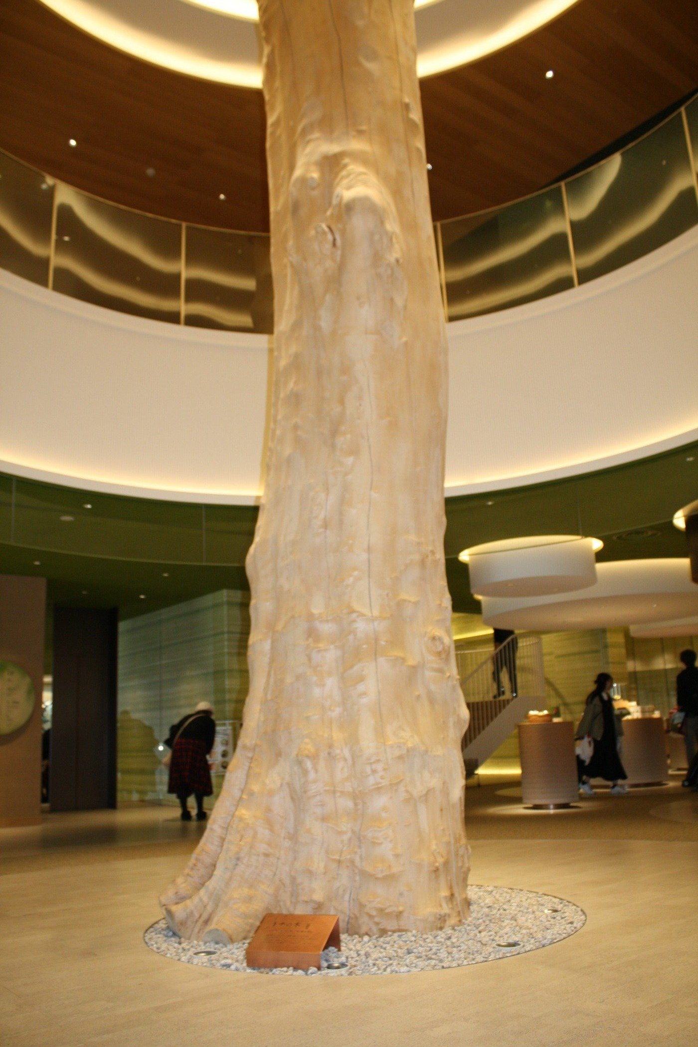 高さ約8.2メートルもあるシンボルのトチノキ