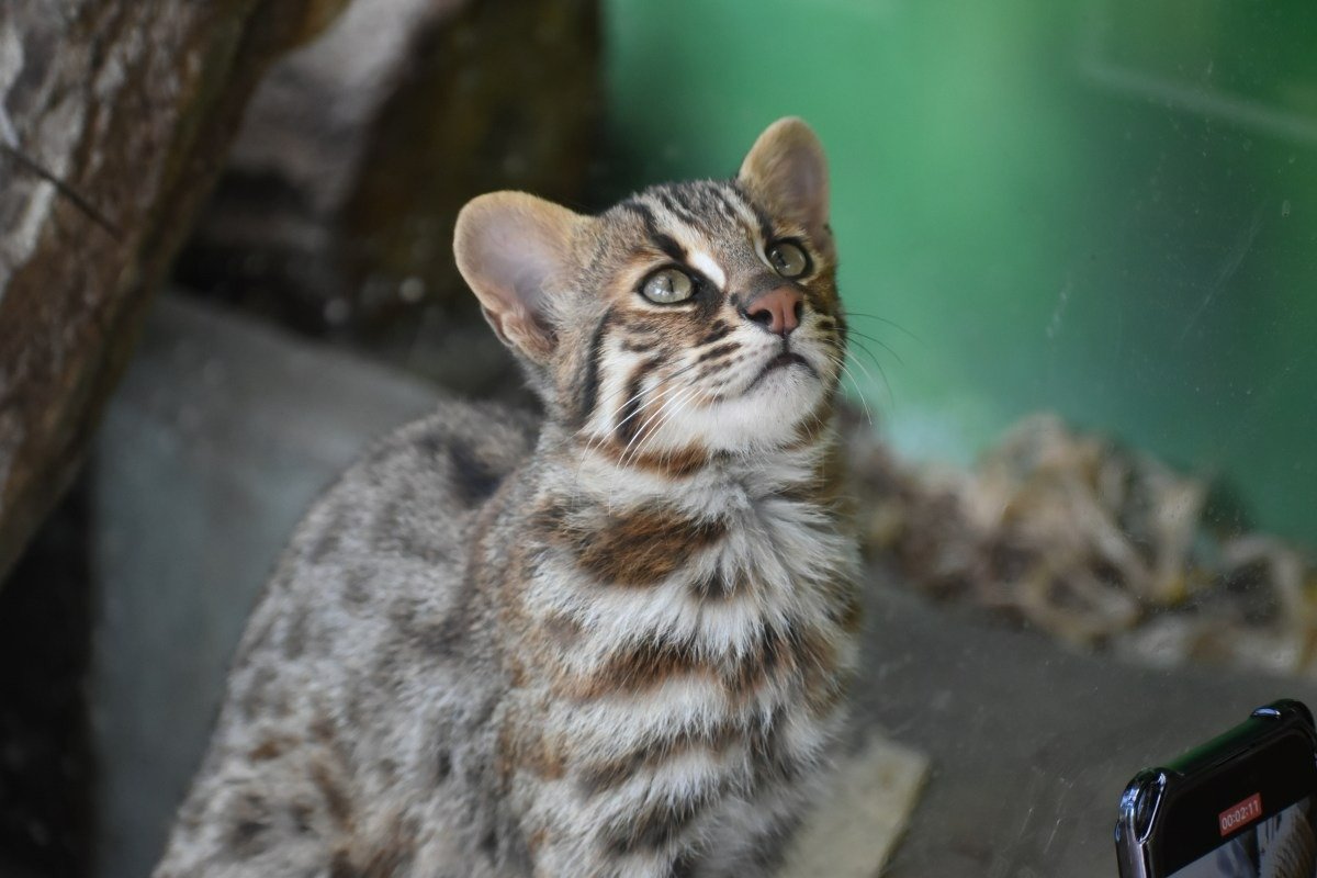 人工繁殖を行なっているツシマヤマネコ。4頭を飼育中（11月上旬現在／メスは非公開）