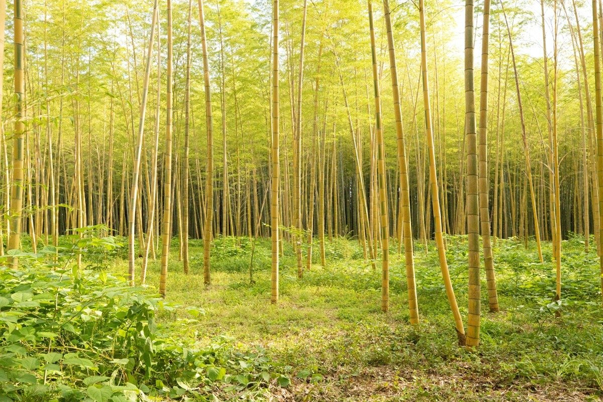 明るい印象の金明孟宗竹