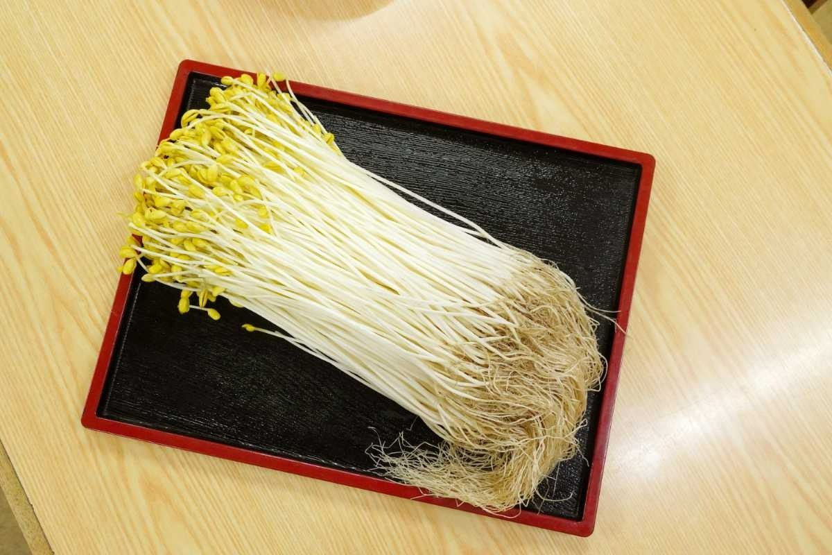 長さ30センチにもなる大鰐温泉もやし。黄色い豆は新鮮な証拠です