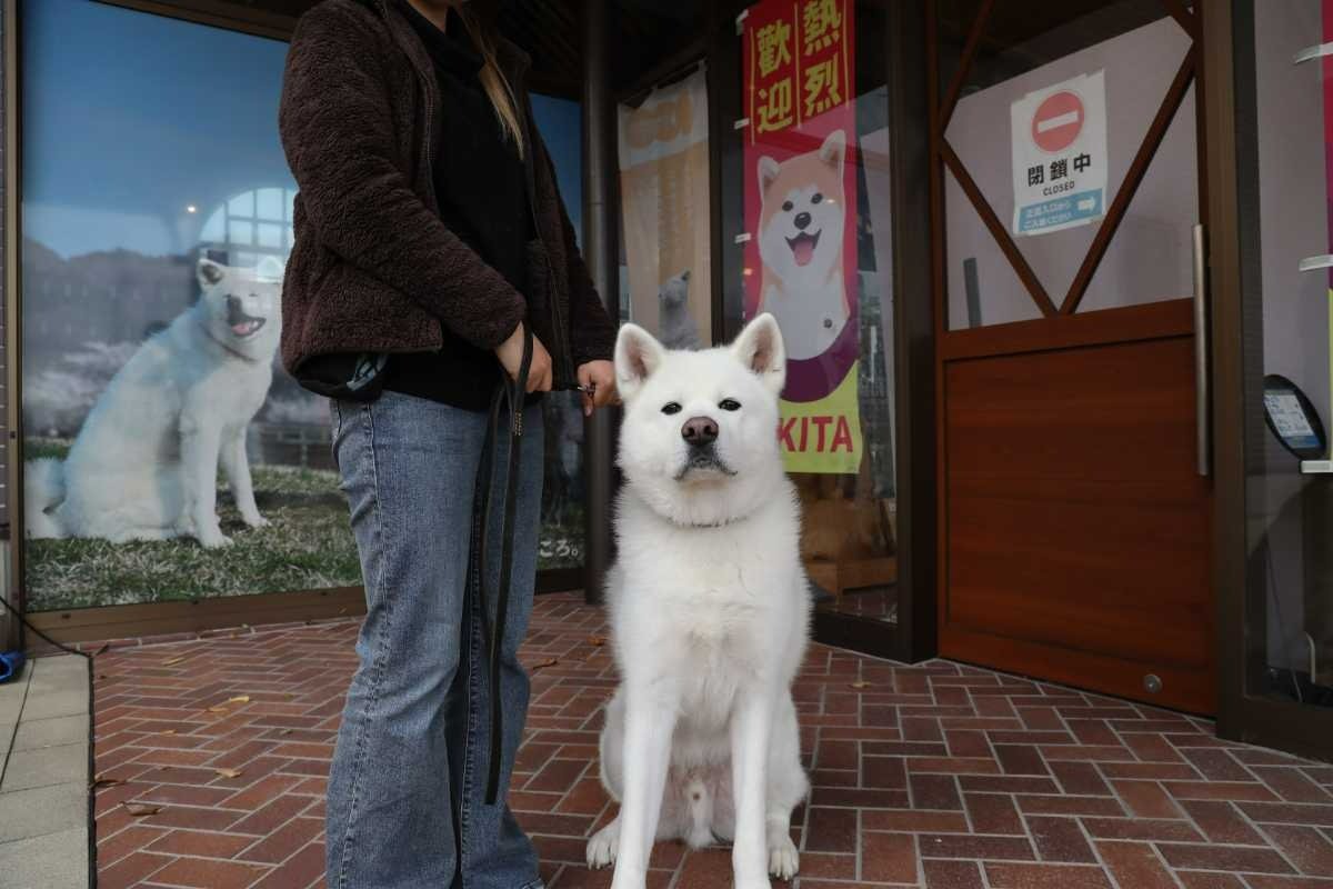 真っ黒な瞳がかわいい秋田犬・想空（そら）