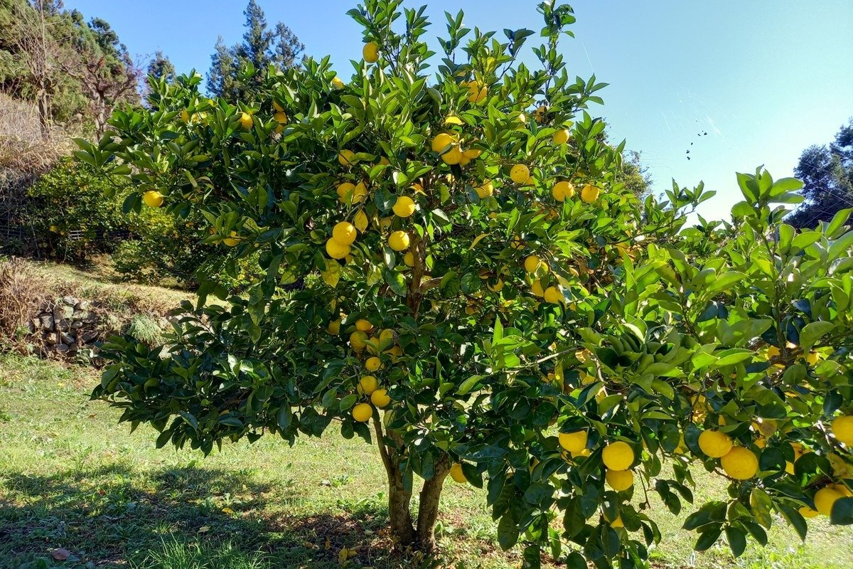 11・12月には木に実った秩父黄金かぼすが見られます