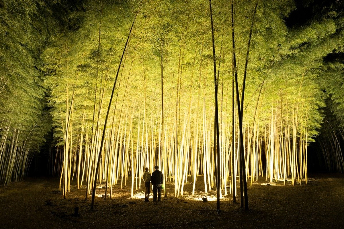金明孟宗竹のライトアップ