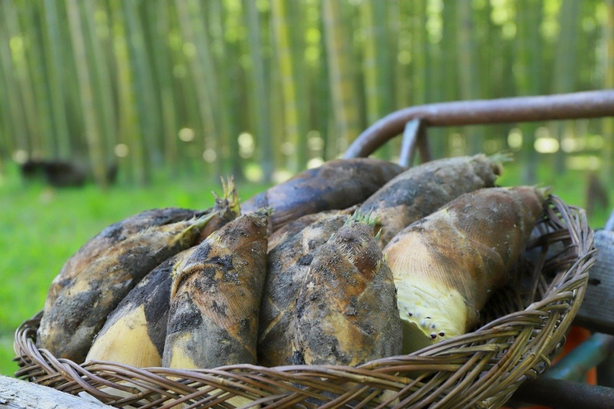 掘りたてのタケノコは柔らかくて香りが立つ抜群の味わい