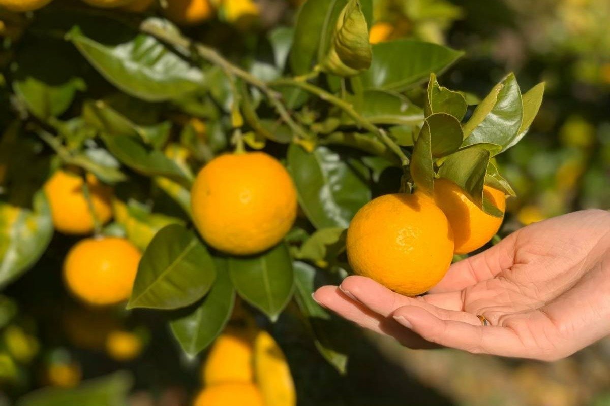 黄金色のかぼすは完熟した証です