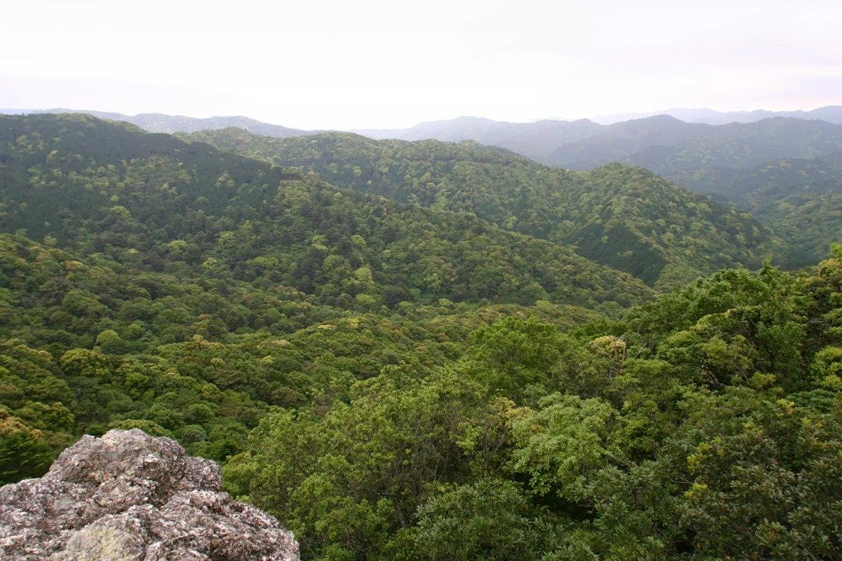 神宮宮域林　写真／伊勢神宮公式サイトより転載