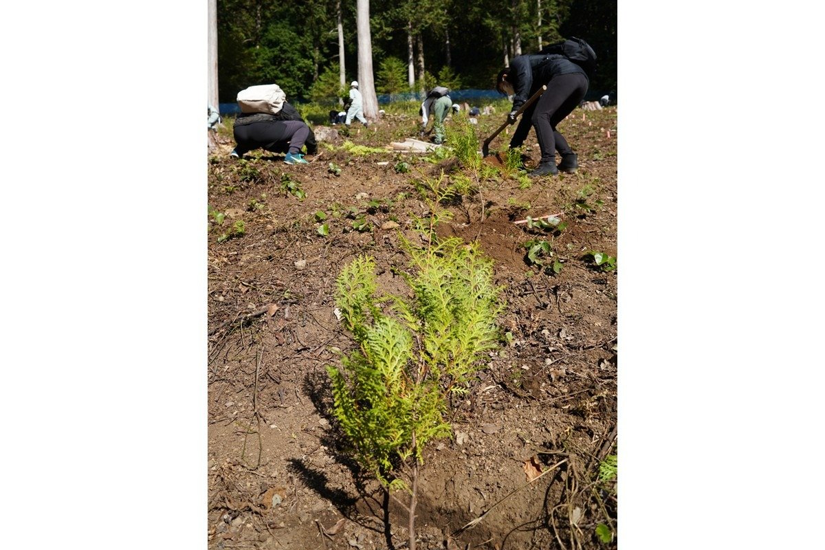 ヒノキの苗木。材木となるには通常40～50年程度必要です