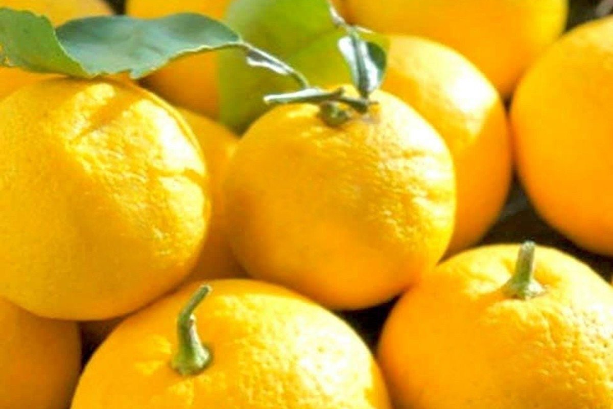 青いうちに収穫しないことで黄金色に