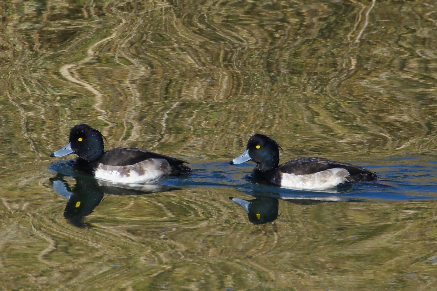 キンクロハジロ。財田川では葦原の映り込みが美しい
