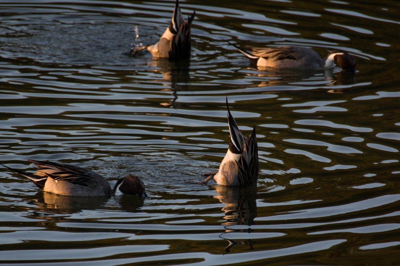 淡水ガモ類は、潜水せず逆立ちして水草を食べます