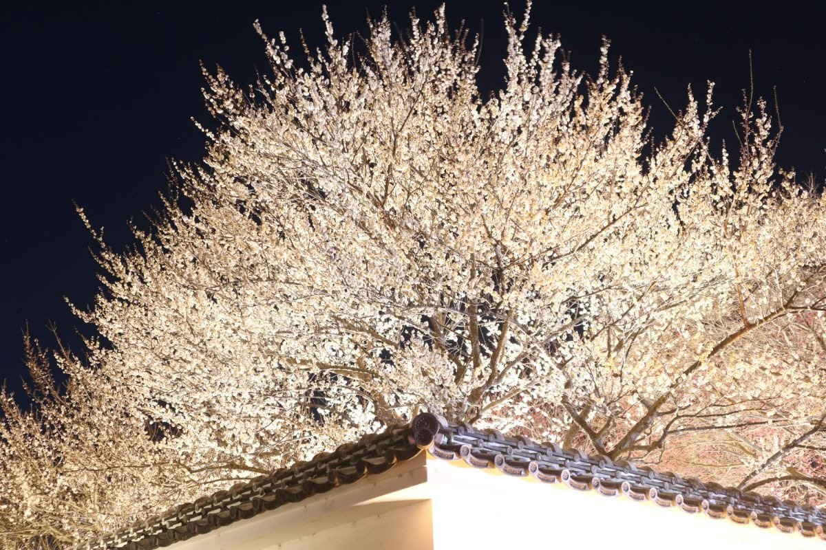 弘道館はじめ水戸城跡周辺で梅の夜間ライトアップなどが行なわれる「夜・梅・祭」