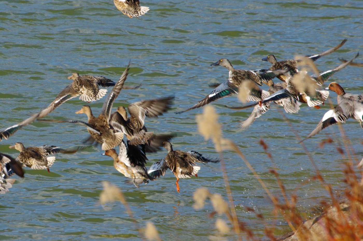 飛び立つ瞬間は、羽の色彩を観察するチャンス