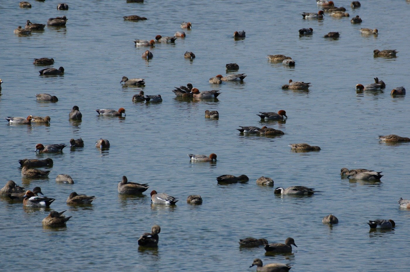 最盛期だとこれぐらいの野鳥密度に