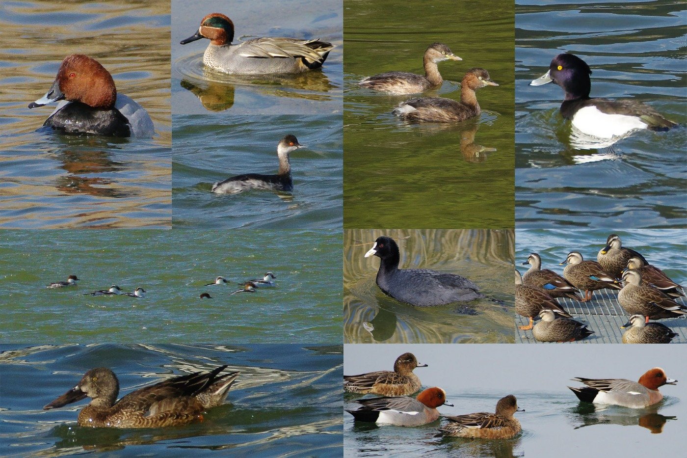 2025年12月下旬に見られた国市池・勝田池の鳥の例