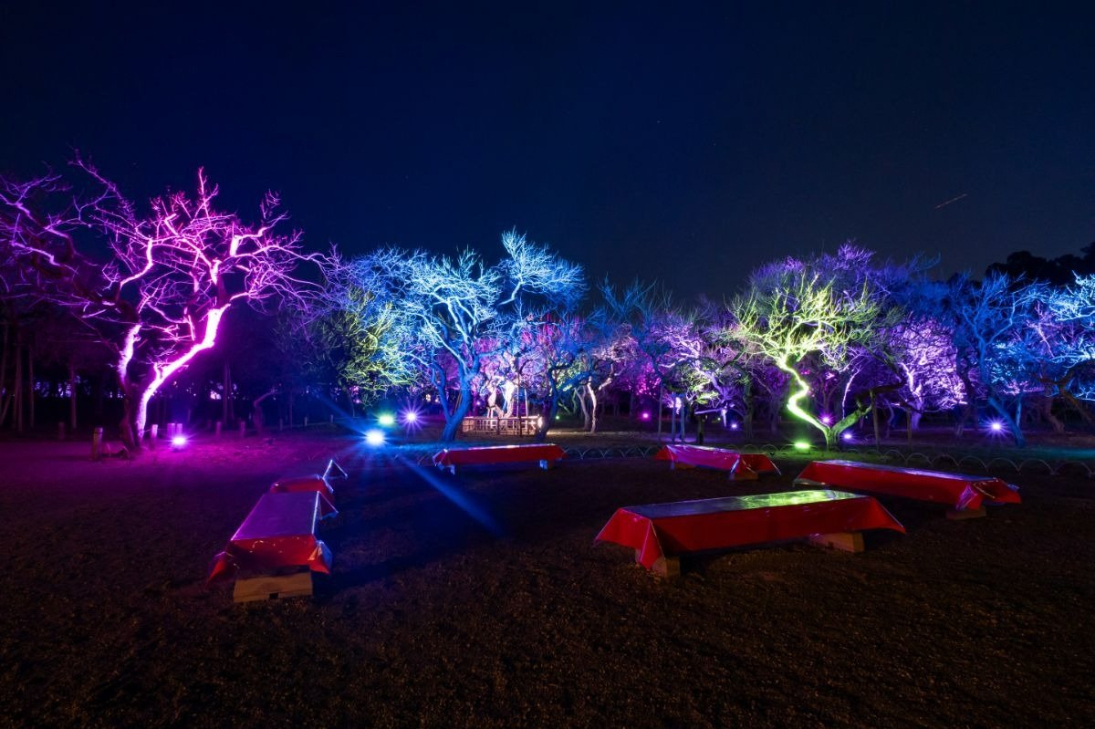 「偕楽園UME The Lights」での偕楽園梅林ライトアップ風景