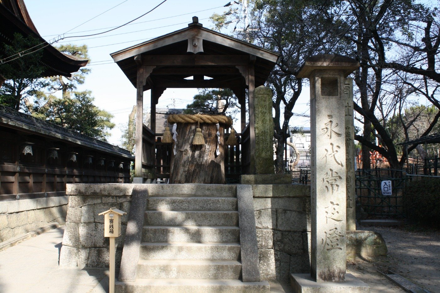 「いちのきさん」と呼ばれ、親しまれているイチイガシ