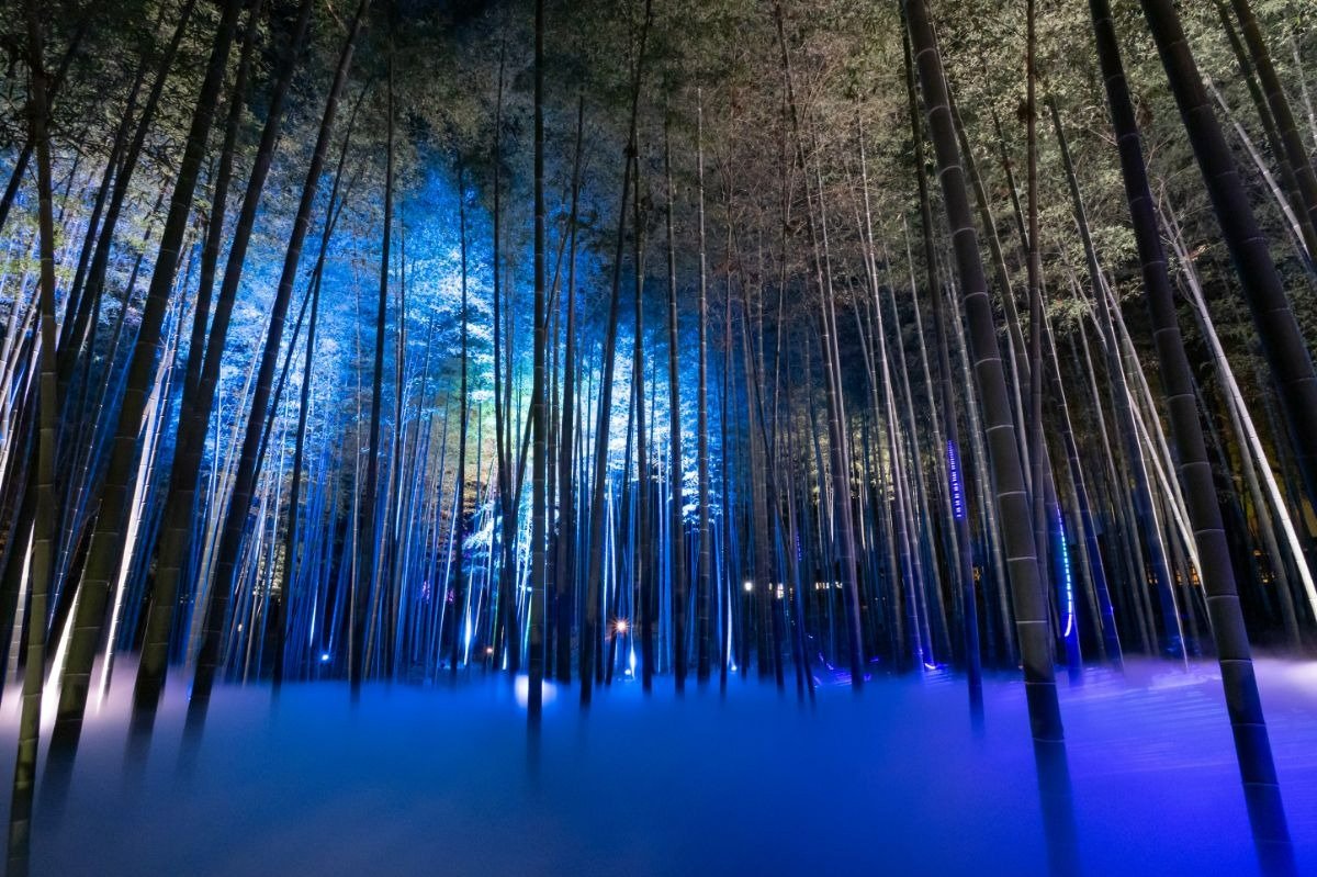 「偕楽園UME The Lights」の孟宗竹林プロジェクションマッピング