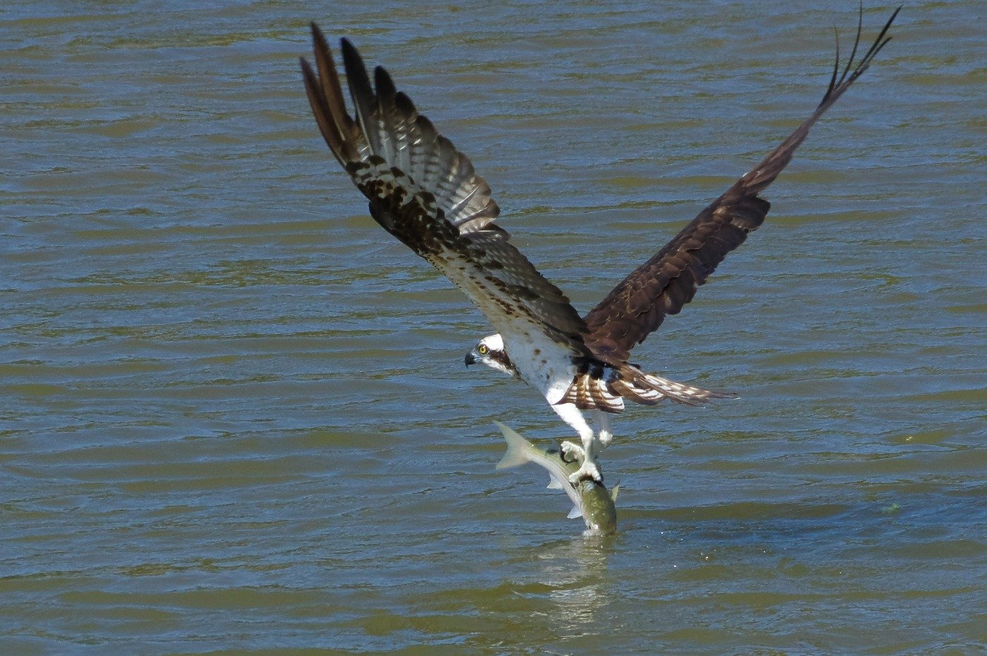 ミサゴが40センチはあるボラをつかんだ瞬間