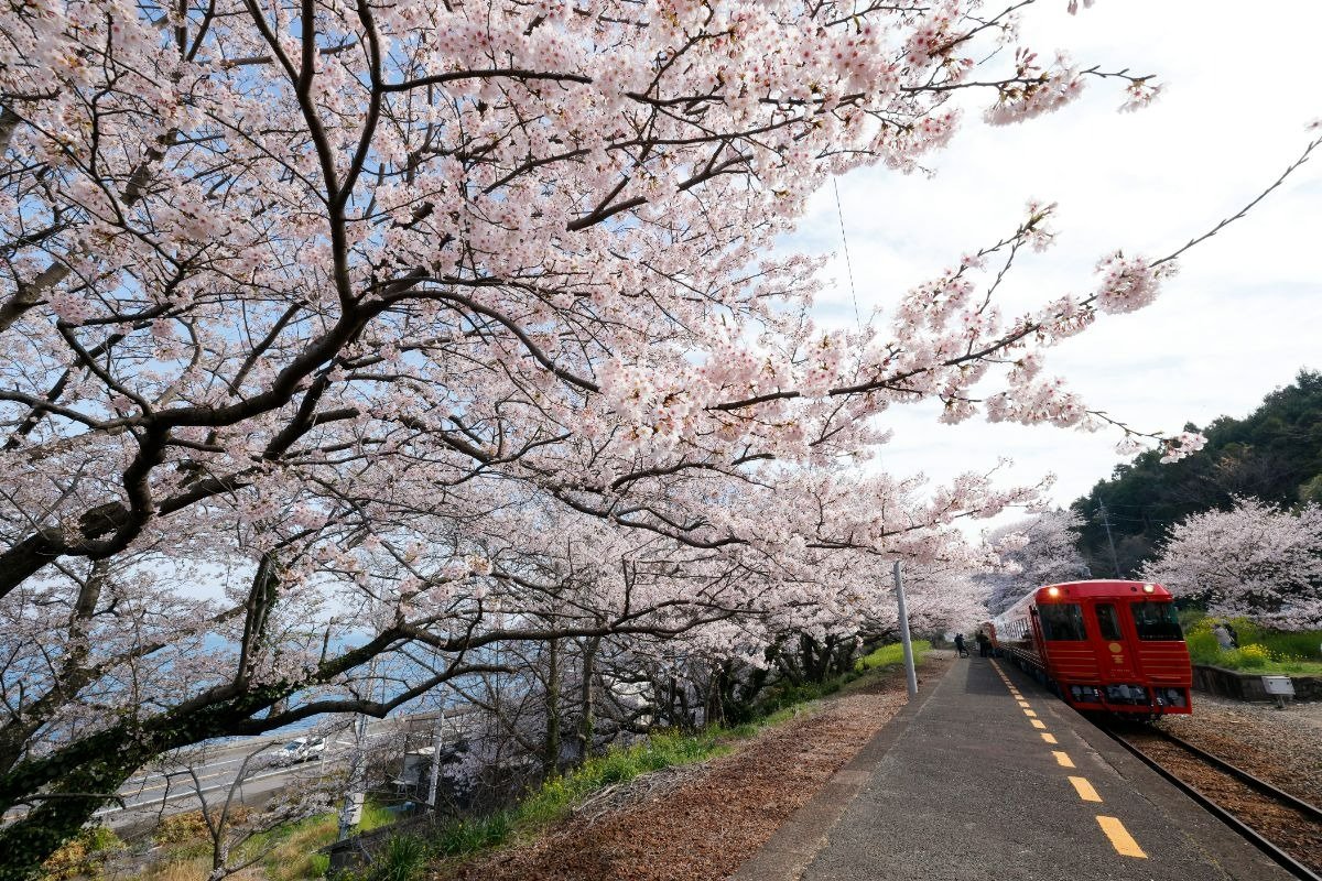 無人駅のホームいっぱいに広がる桜がみごとな喜多灘駅