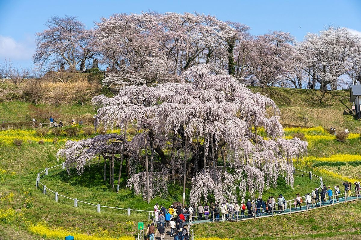 満開の姿はまさに桜の滝のよう。 桜の見頃は4月上旬～中旬