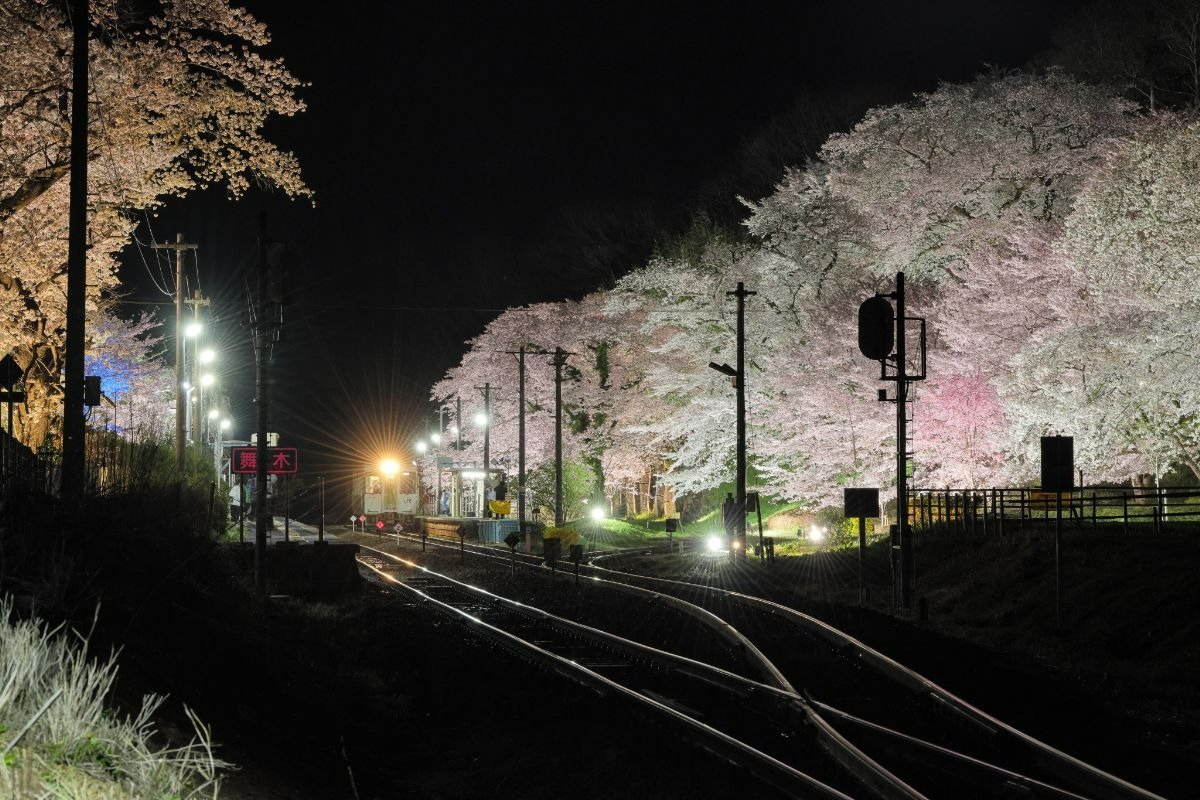 車窓からも幻想的なライトアップを楽しめます。桜の見頃は4月上旬～中旬