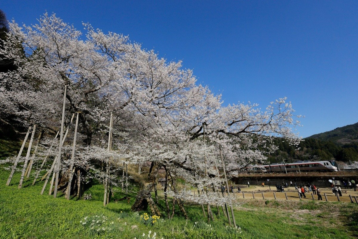 高山本線と臥龍桜