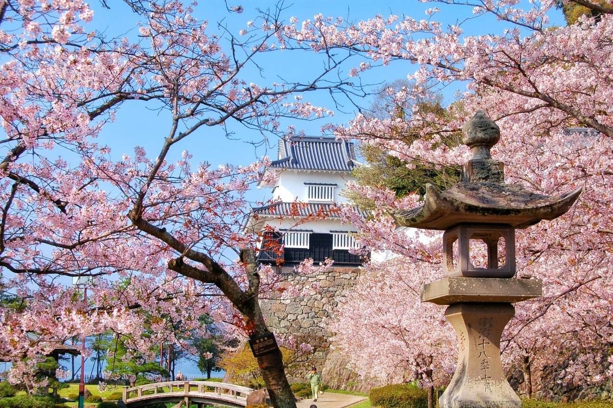 城跡を背景に多彩な桜が満開に。桜の見頃は3月下旬～4月中旬