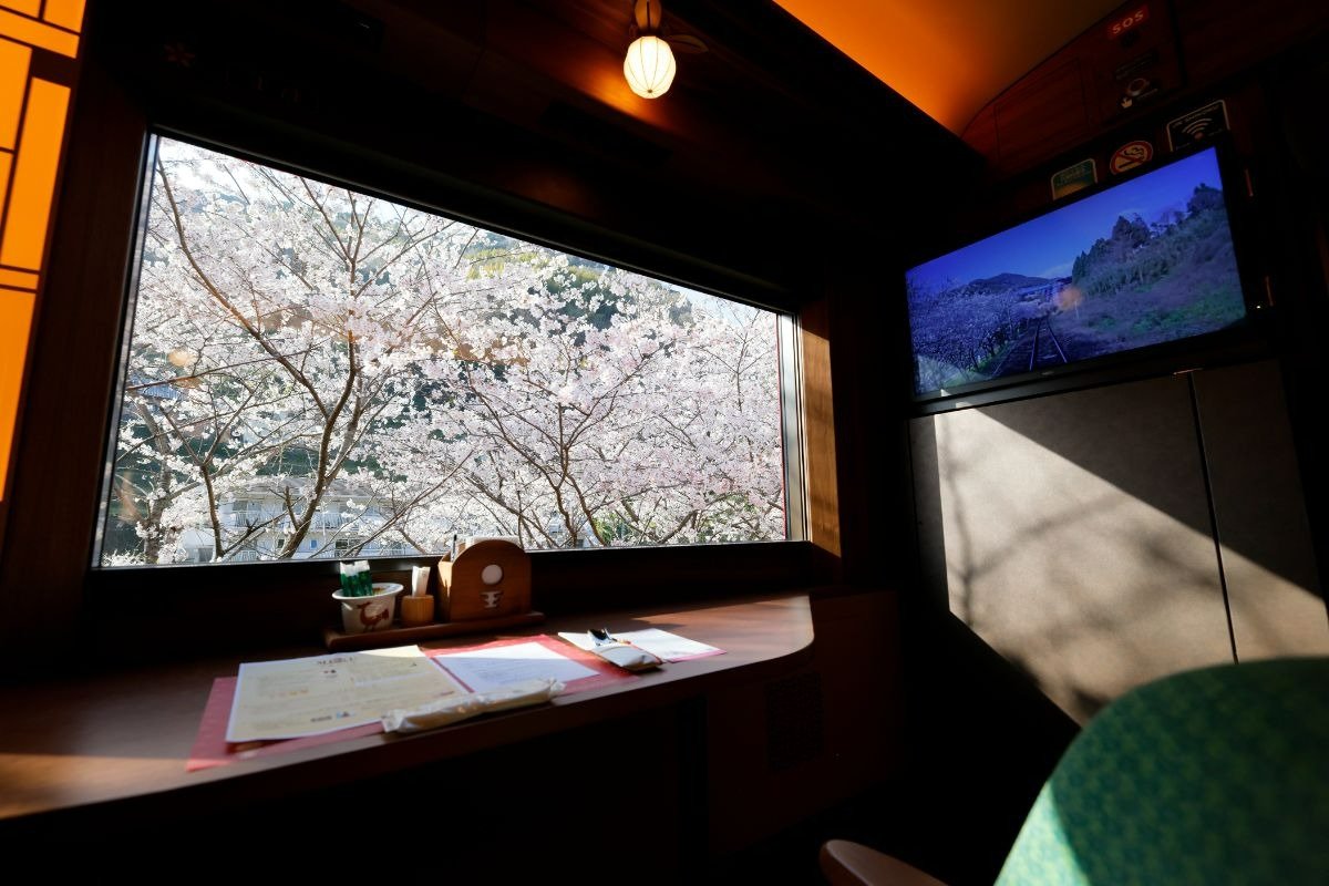 八幡浜駅のやや東側、千丈川（せんじょうがわ）沿いの桜並木が車窓に