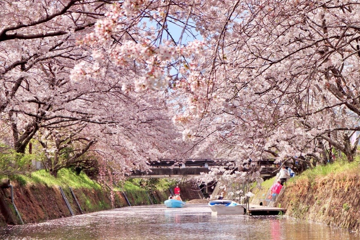 水上から見上げる花見は格別の気分です