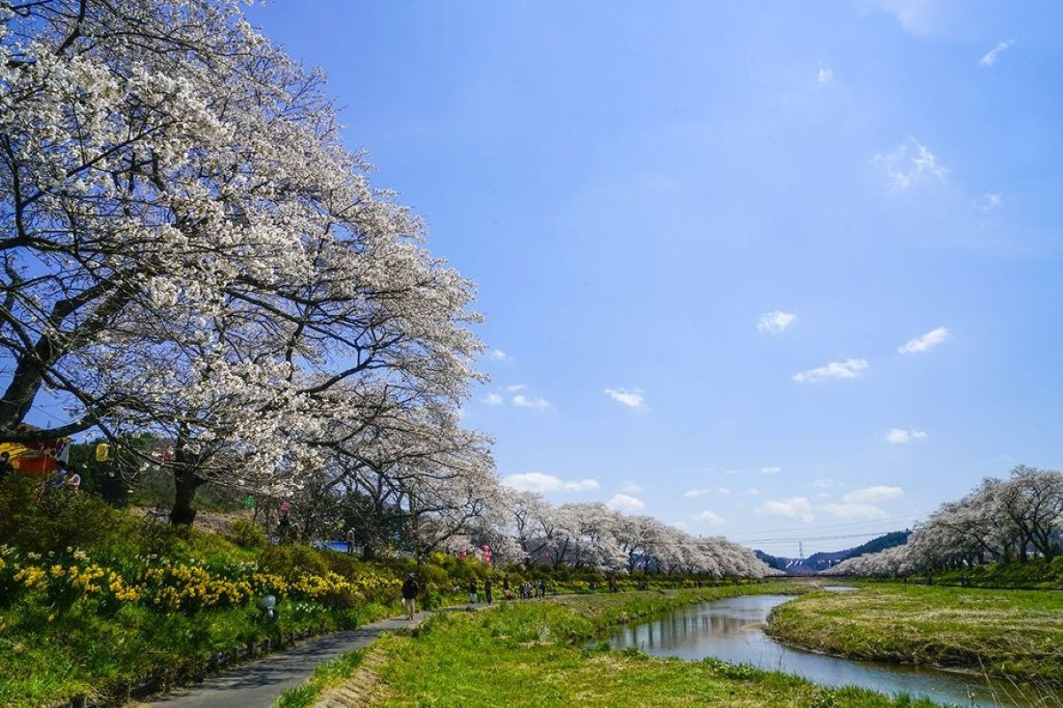 川のせせらぎを聞きながら桜並木を散策。桜の見頃は4月中旬～下旬