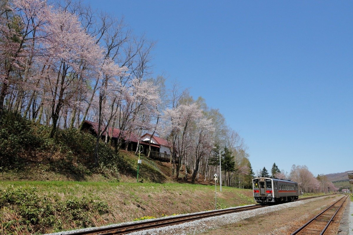 線路沿いの斜面を彩るエゾヤマザクラ。桜の見頃は5月上旬～中旬