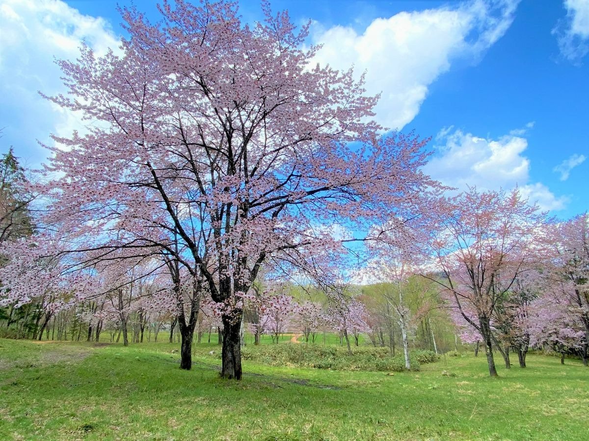 花の見頃は5月上旬〜中旬。足元の草も生え揃い、目に鮮やか