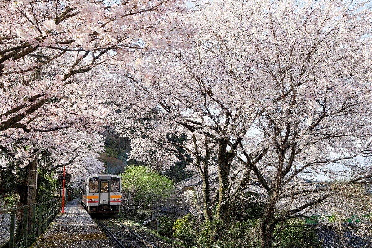 三浦駅。桜の見頃は４月上旬～中旬
