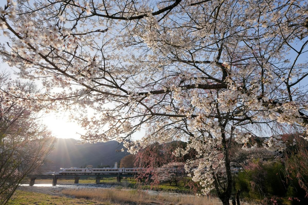飛驒一ノ宮駅付近。桜の見頃は4月中旬～下旬