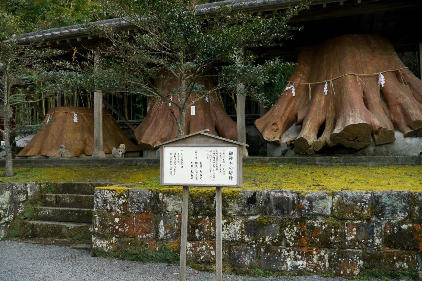 1991年の台風で約144本の大木が倒れ、一部の切株が祀られています