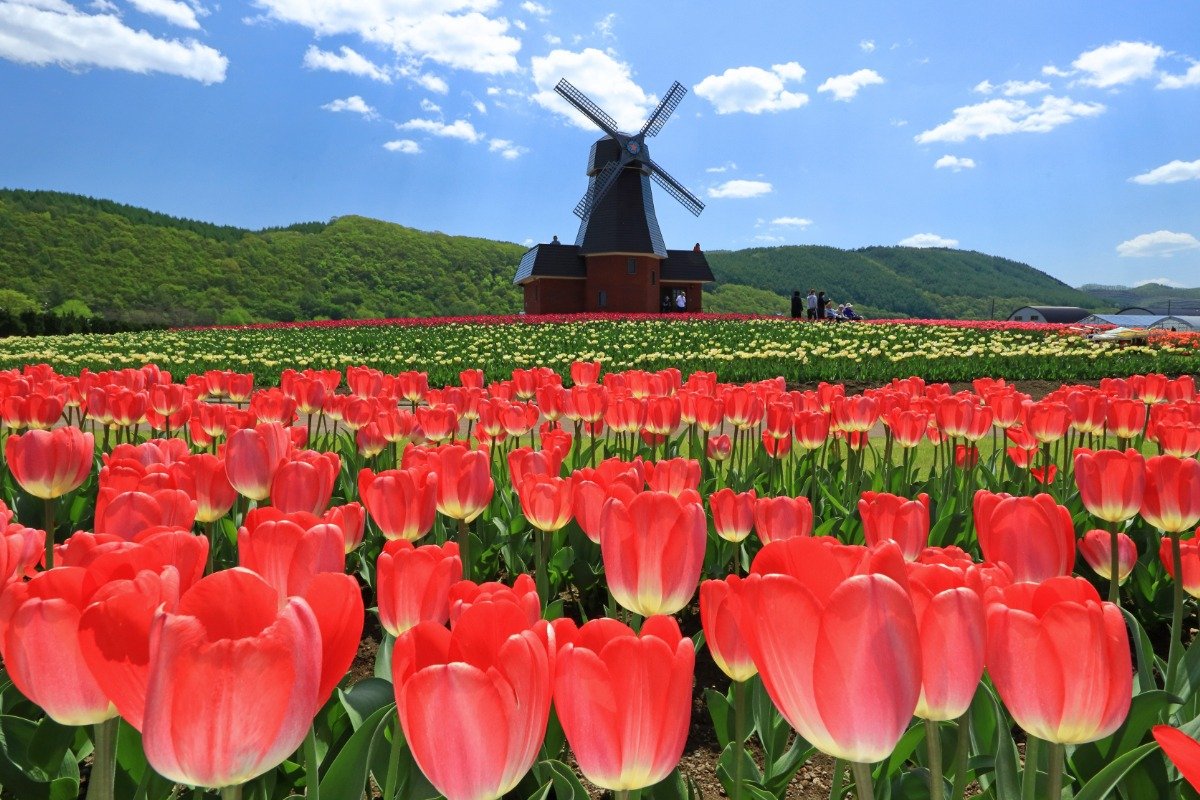 オランダの風景を切り取った絵葉書のような風景
