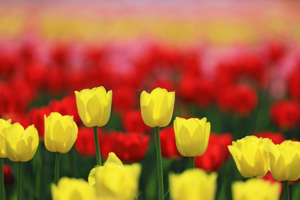 花びらの形や枚数も異なる品種を見比べるのも楽しみ