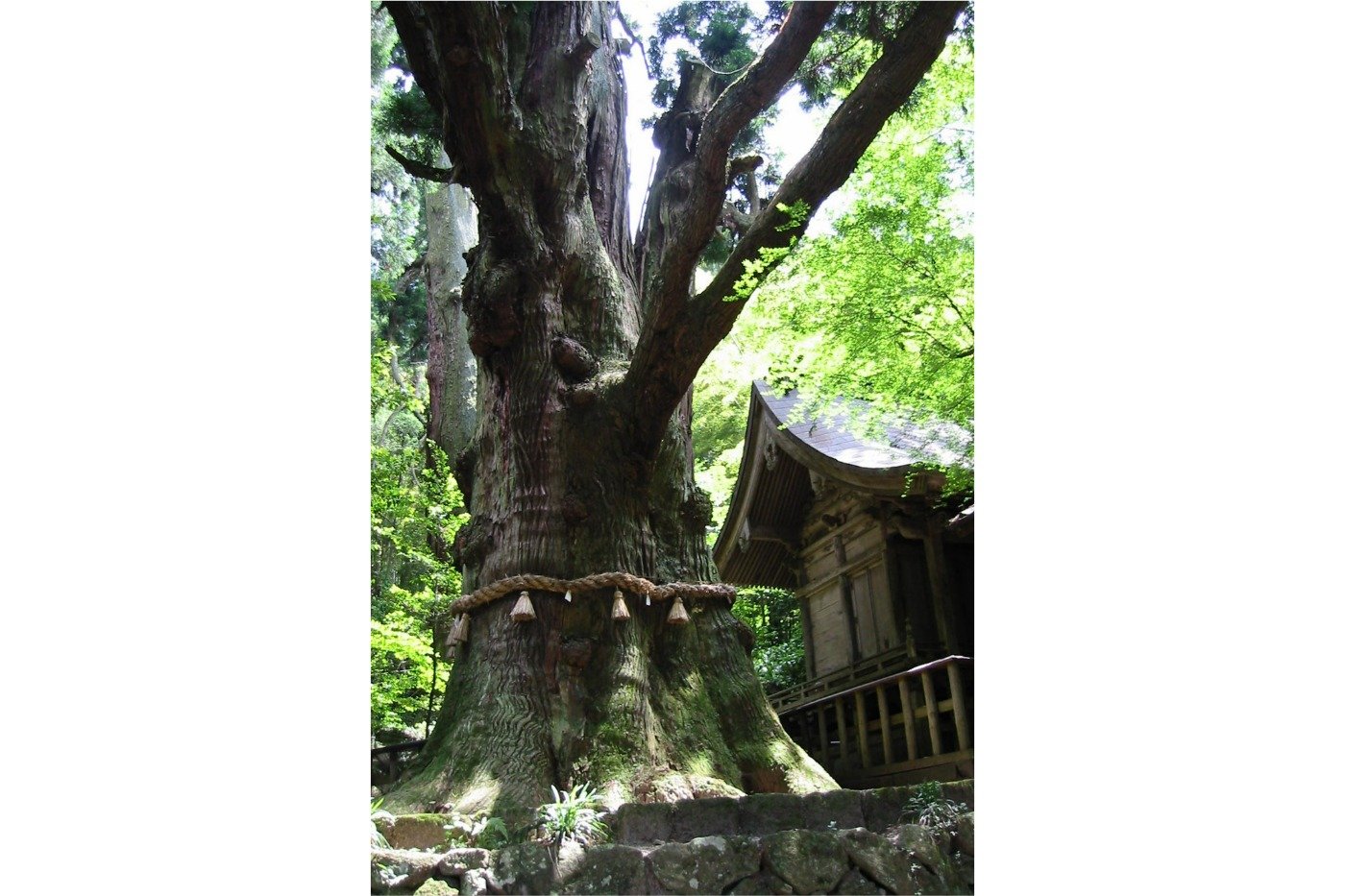 大杵社の樹齢1000年以上の大杉