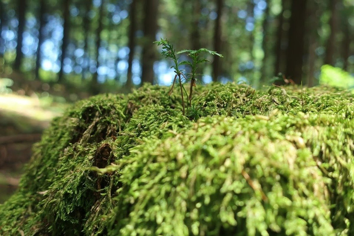 森の生命力を感じさせる発芽したばかりの若葉