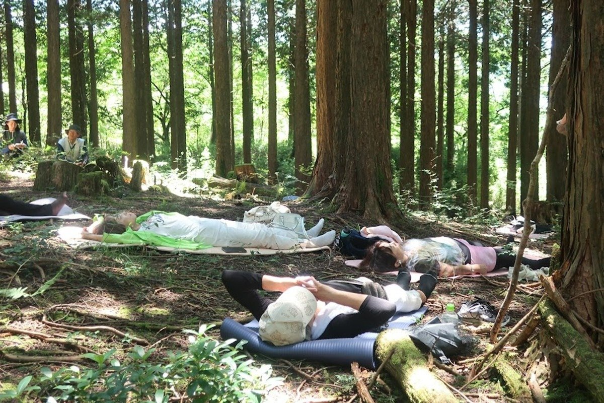 天を突く木々を地面から見上げた景色は圧巻です