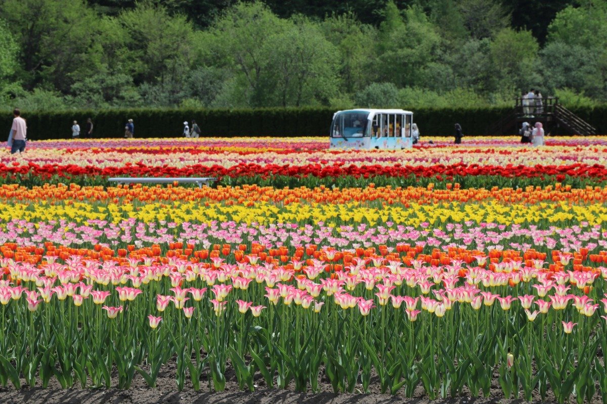 のんびりめぐる「チューピット号」の車窓から眺めるのもおすすめ