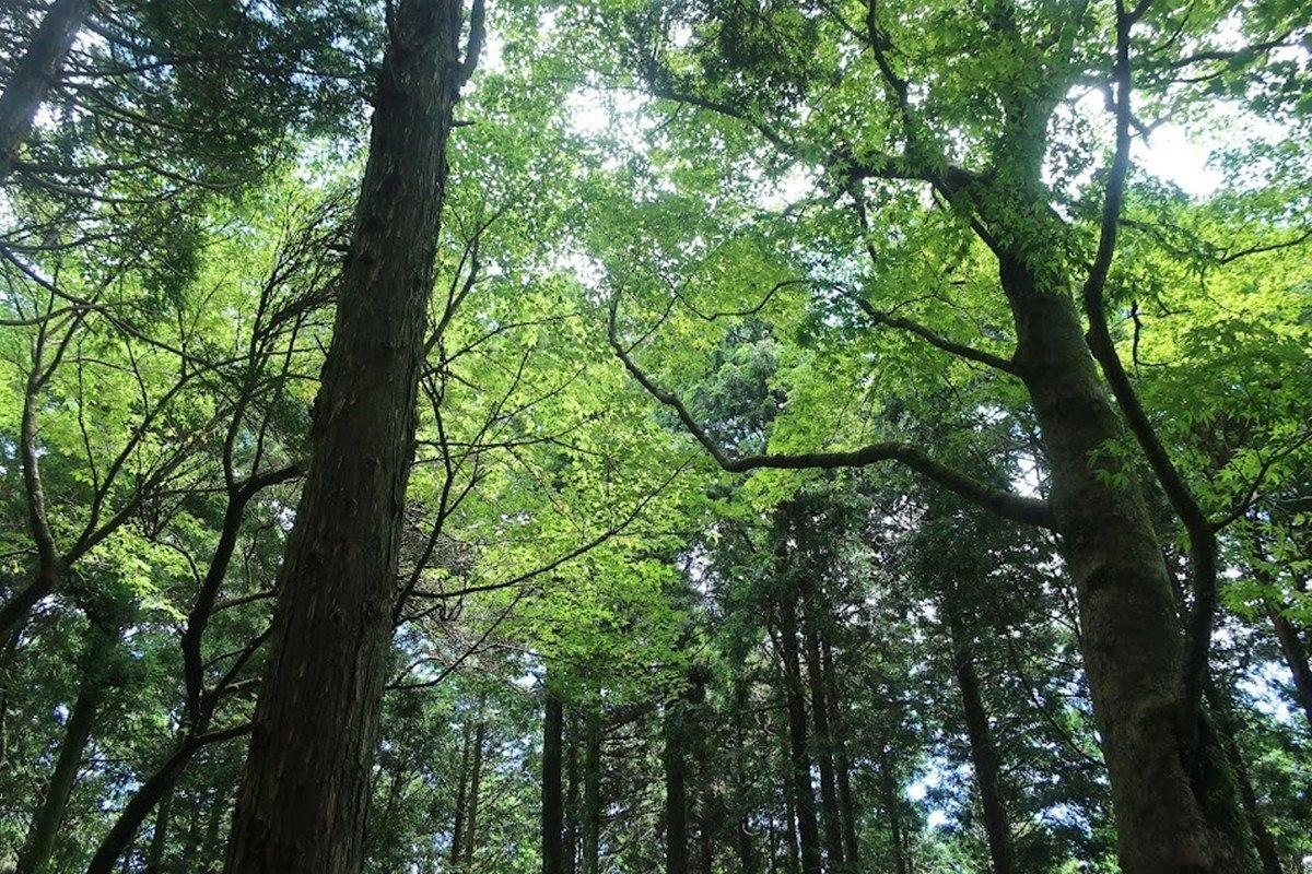 人工林に広葉樹を増やす取り組みもしています