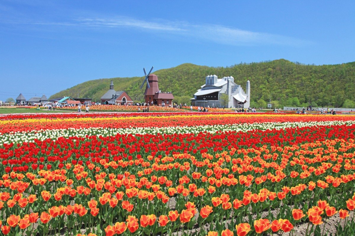 色合わせを考えて植えられた美しいチューリップ畑