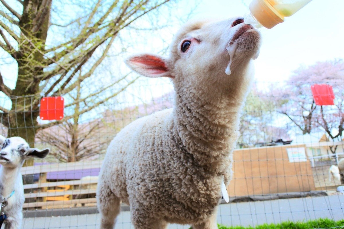 ミルクをおいしそうに飲む赤ちゃんヒツジ